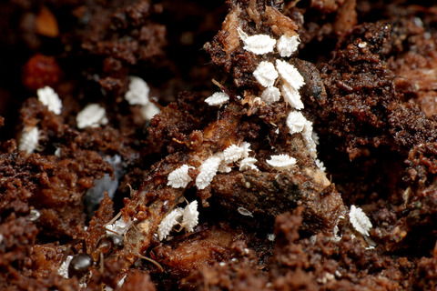 アリの巣で暮らすアブラムシやカイガラムシ