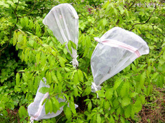 ペンション・ファーブル