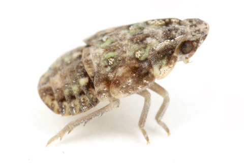 ���󥫡��������