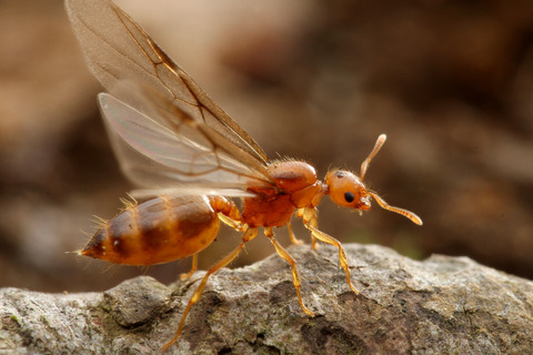 キイロシリアゲアリ Crematogaster osakensis