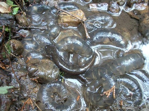 �ȥ����祦���󥷥祦����