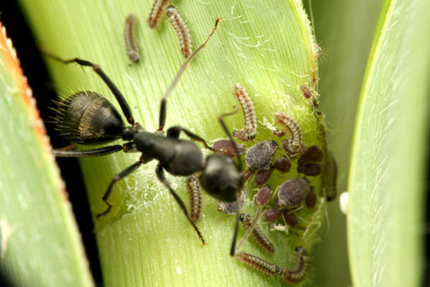クロシジミ 1令幼虫