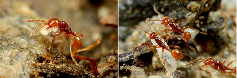 チャイロヒメサスライアリ狩-