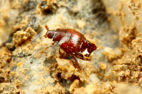 ¥¢¥ê¥Å¥«¥à¥·¡¡¥Þ¥ì¡¼¥·¥¢