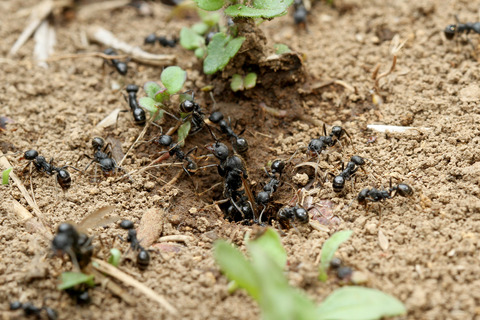 �����ʥ�����η뺧����