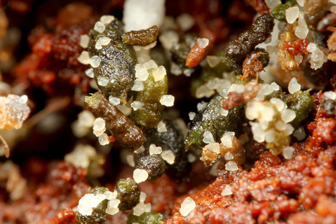 �५�����Υ�����Cyphomyrmex