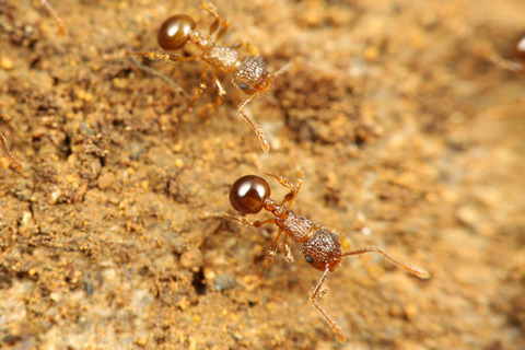 ���ߥᥢ��