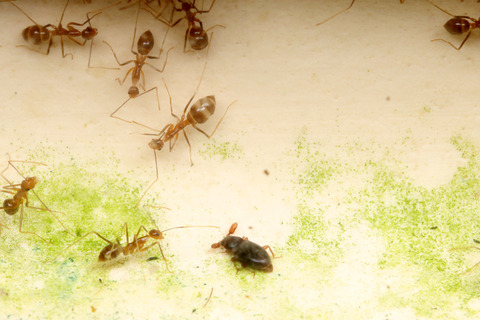 ヒゲブトテントウダマシ Trochoideus desjardinsi