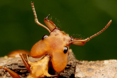 �ۥ󥦥�������Daceton