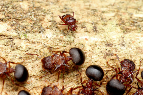 ヨロイアリとカスミカメ