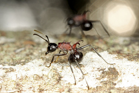 �ȥ�����