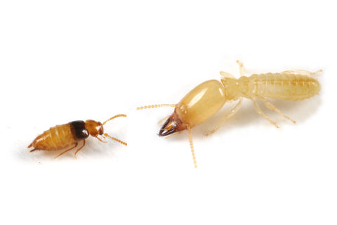 ¥·¥í¥¢¥ê¤È¥Ï¥Í¥«¥¯¥·