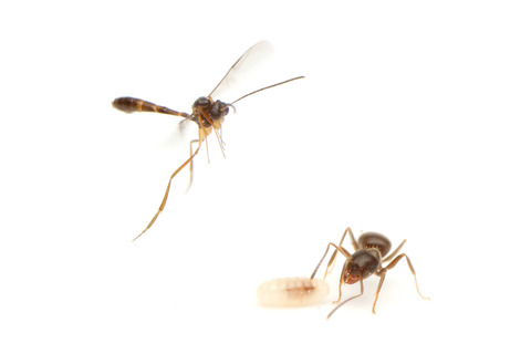 トビイロケアリに寄生するアリヤドリバチの幼虫
