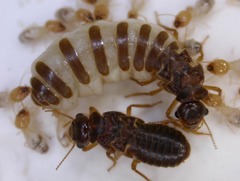 ������󥷥���������Ȳ���