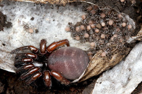 キシノウエトタテグモ