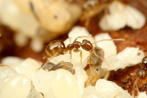 ���ᥤ������