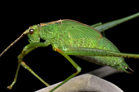 マレーシアの直翅目