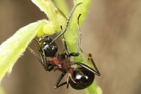 �ȥ�����ȥ��֥�ॷ