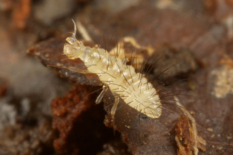 ���֥����ᥤ�������������