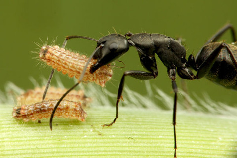 クロシジミとクロオオアリ