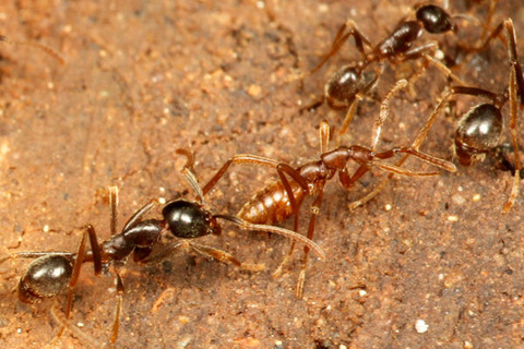 �ޥ륻���󥿥�����Labidus