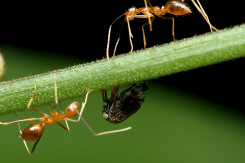 ¥¢¥·¥Ê¥¬¥¥¢¥ê