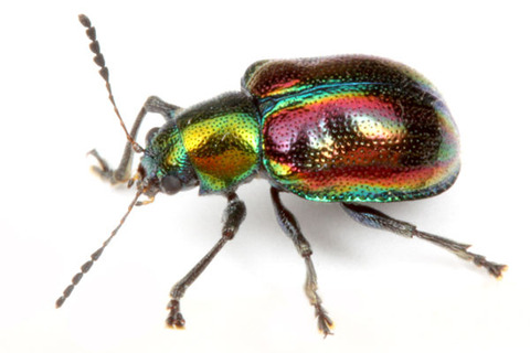 アカガネサルハムシ