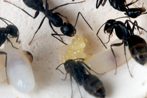 ���������������Ĺ�Ƴ�