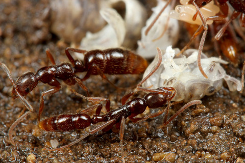 �ϥ���ϥꥢ��Leptogenys confucii