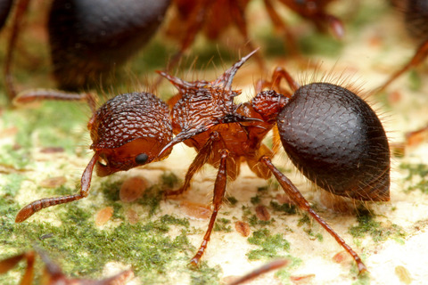 ヨロイアリとカスミカメ