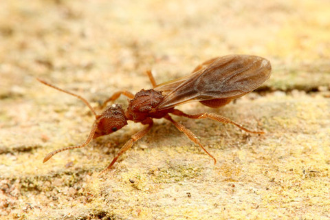 ���ӥܥ����Υ�����Apterostigma