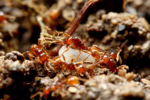 ヒメサスライアリ