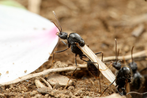 クロナガアリ Messor aciculatus