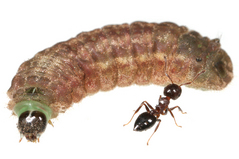 ���ޥ�����ĥХ�