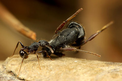 ¥Þ¥¬¥ê¥¢¥ê