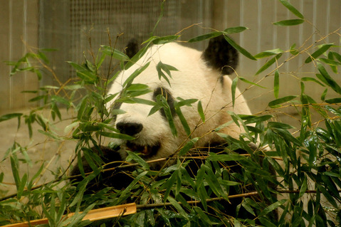 パンダ
