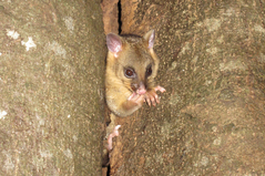 �ե������ĥ�