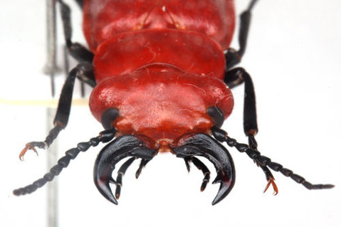 ヒラズゲンセイ