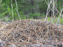 エゾアカヤマアリのアリ塚