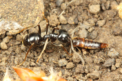 ヒラタアリヤドリ