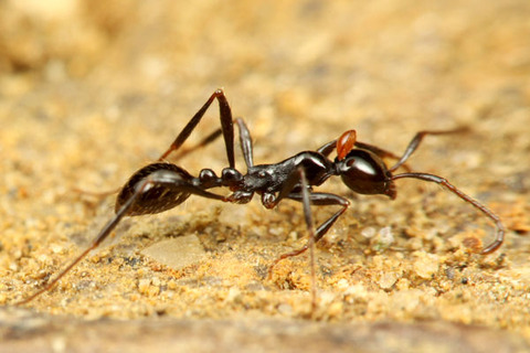 ¥Ò¥á¥µ¥¹¥é¥¤¥¢¥ê