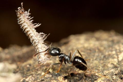 ���������ɥ�