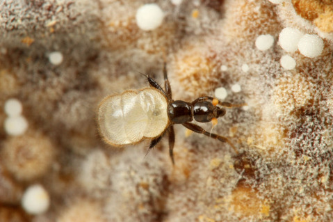 ¥Þ¥á¥À¥Ì¥¥Î¥ß¥Ð¥¨