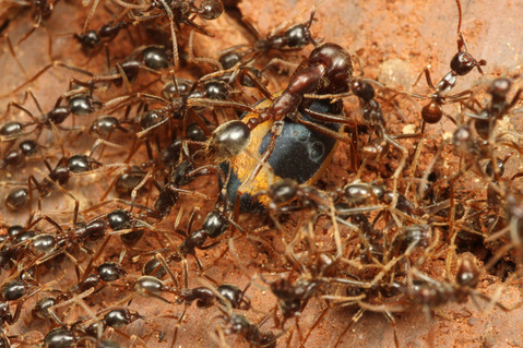 �ޥ륻���󥿥�����Labidus