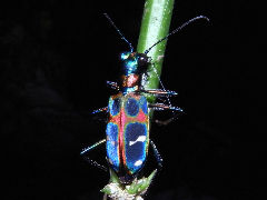 ¥ª¥¥Ê¥ï¥Ï¥ó¥ß¥ç¥¦