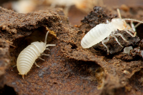 ��������Υ���