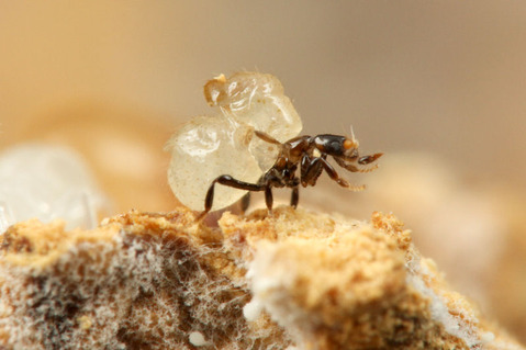 ¥·¥í¥¢¥ê¥Î¥ß¥Ð¥¨