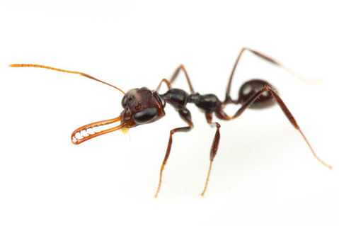 �ϥ�ߥ祦����