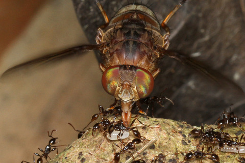 ベンガルバエ捕食