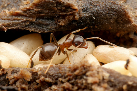 ナマクビノミバエ